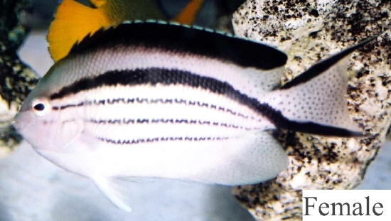  Genicanthus lamarck (Lamarck's Angelfish)